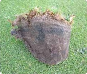 Nawóz do Trawy Wiosenny BarFertile Start Barenbrug 20kg Nawóz do Trawy Wiosenny BarFertile Start Barenbrug 20kg