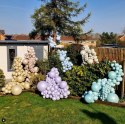 Balony lateksowe Kalisan AURA Ice Blue, niebieskie, 12cm, 50szt. Balony lateksowe Kalisan AURA Ice Blue, niebieskie, 12cm, 50szt.