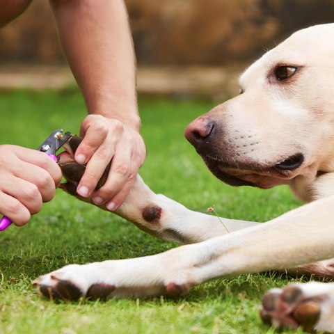 Maszynka bezprzewodowa do strzyżenia psów zwierząt LCD 9 W 4 nasadki