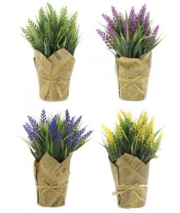 Wrzos w doniczce 0808K