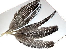 Pióra naturalne perliczki długie 10 gram