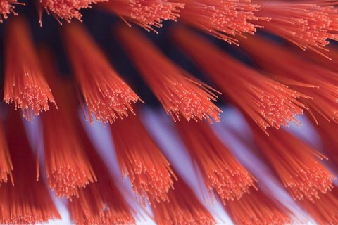 Szczotka ulicówka 60cm UL60