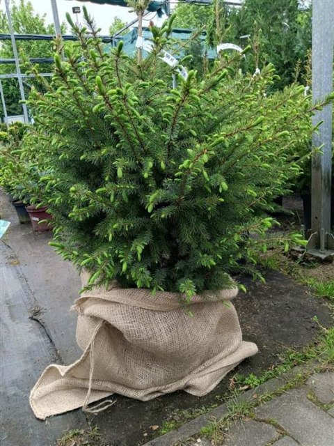 Worek woreczek jutowy dekoracyjny na prezenty kolor naturalny 75 x 70cm