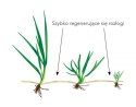 Trawa Ozdobna Barenbrug Shadow Otoczkowana 5kg