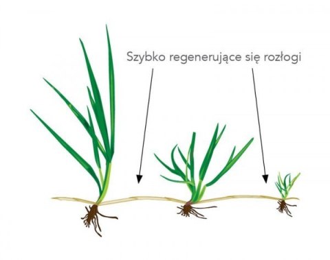 Trawa Ozdobna Barenbrug Shadow Otoczkowana 5kg