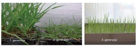 Trawa Regeneracyjna Barenbrug SOS Lawn Repair Otoczkowana 1kg